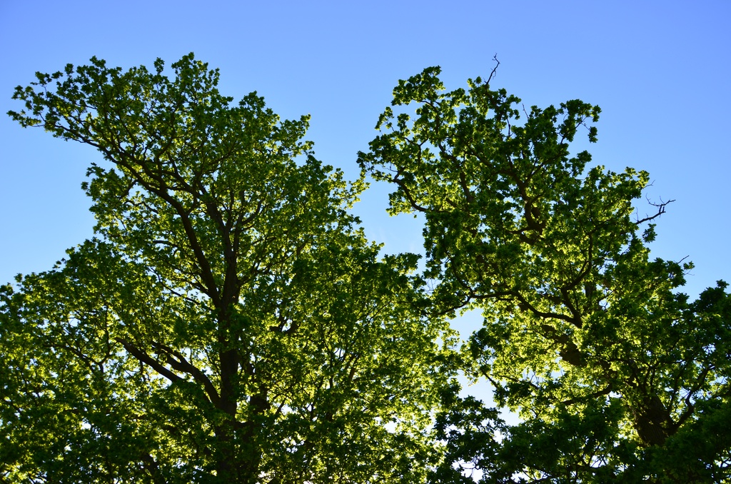 2014-05 Knole Park/DSC_0024.JPG